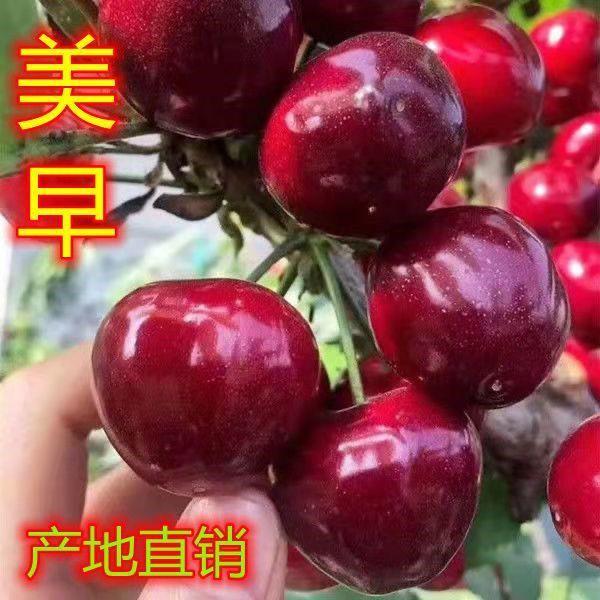 樱桃树苗美早嫁接特大樱桃苗南北方种植盆栽地栽车厘子苗当年结果