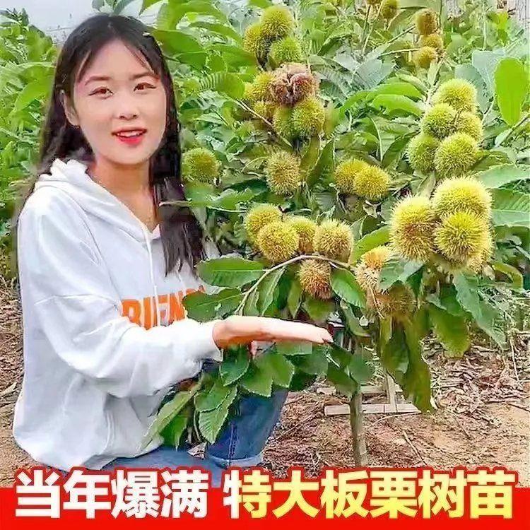 嫁接板栗树苗大红袍板栗树苗南方北方种植果树抗寒抗旱当年结果苗