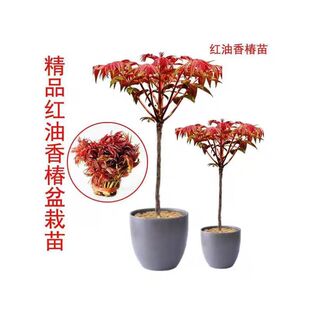 红油香椿南北方四季香椿沂蒙红香椿椿树苗小苗大苗经济苗木可食用