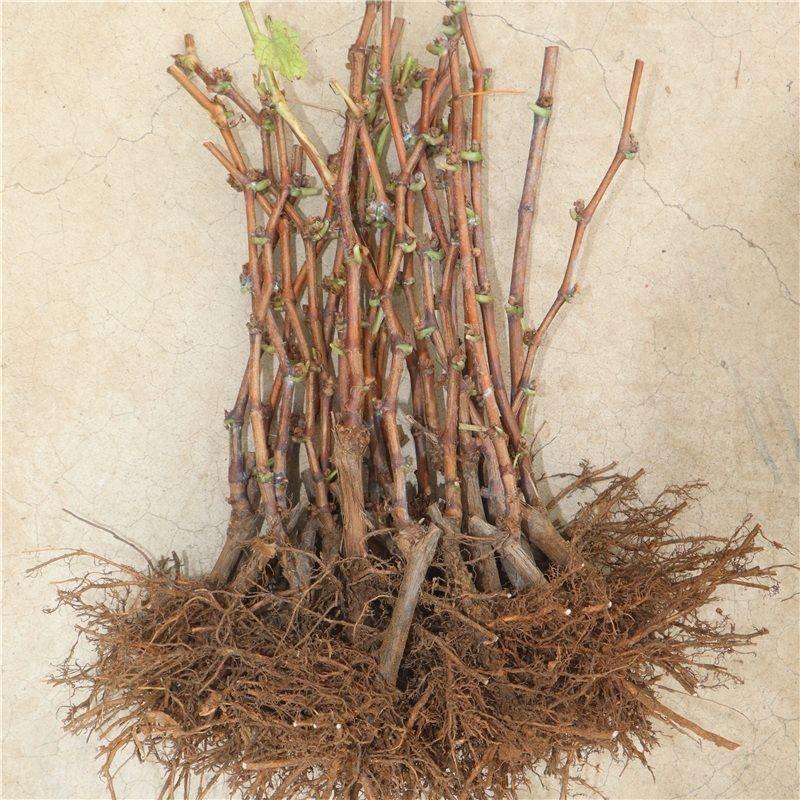 正宗葡萄树苗阳光玫瑰小苗大峰树苖果树南方北方种植耐寒