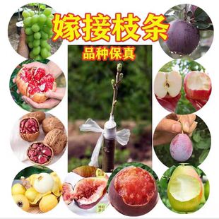 嫁接接穗果树苗无花果李子苹果山楂柿子樱桃树石榴苗接穗扦插枝条
