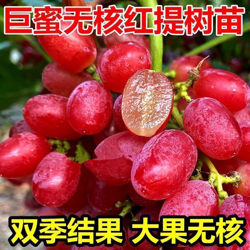 无籽红提葡萄树苗嫁接美国红提苗南北方种植耐寒盆栽地栽当年结果