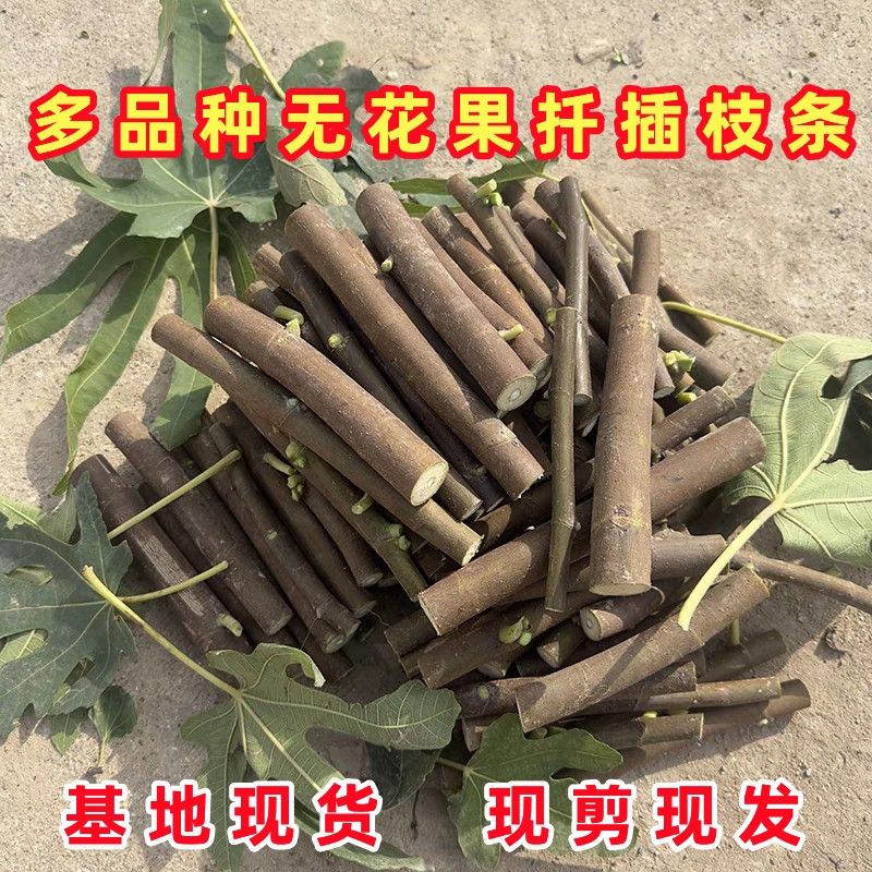 无花果扦插枝条果树苗嫁接枝条接穗新品种波姬红无花果苗四季种植