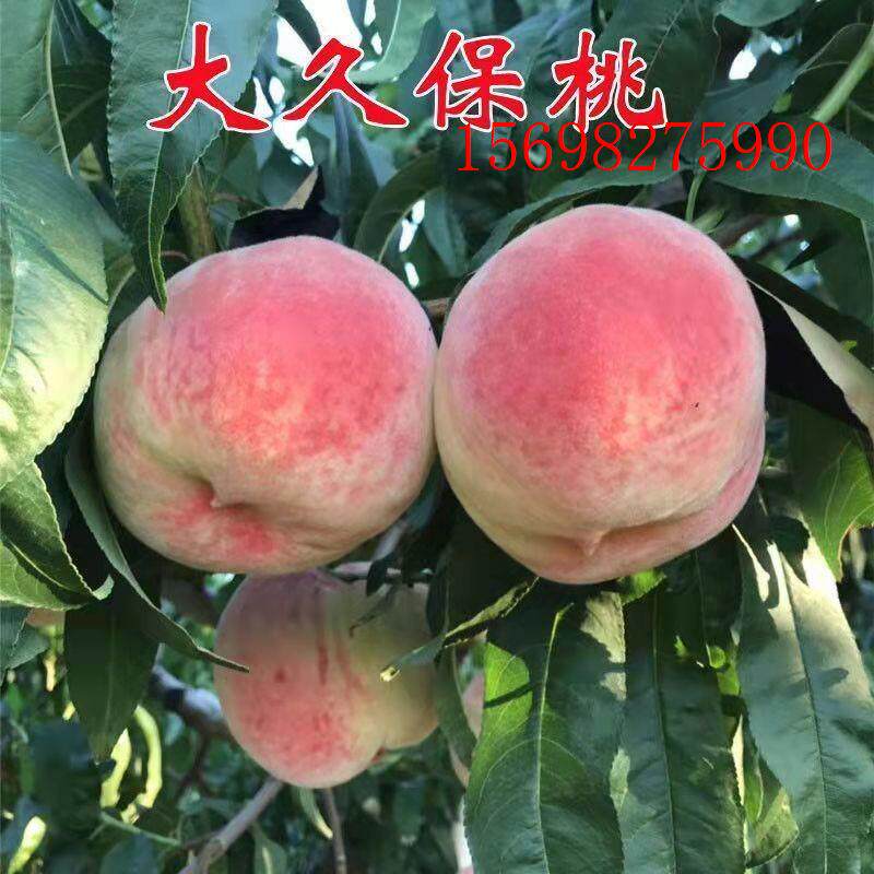 平谷大桃树 大久保桃苗 水蜜桃树苗久保桃树苗 桃苗 南方北方种植