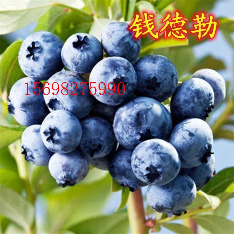 钱德勒蓝莓苗全国适应盆栽地栽耐寒蓝莓新品种蓝莓树苗当年结果苗