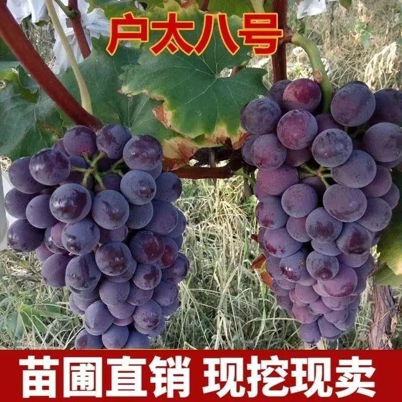 嫁接户太八号葡萄树苗大果纯甜耐寒盆栽地栽南北方种植葡萄苗