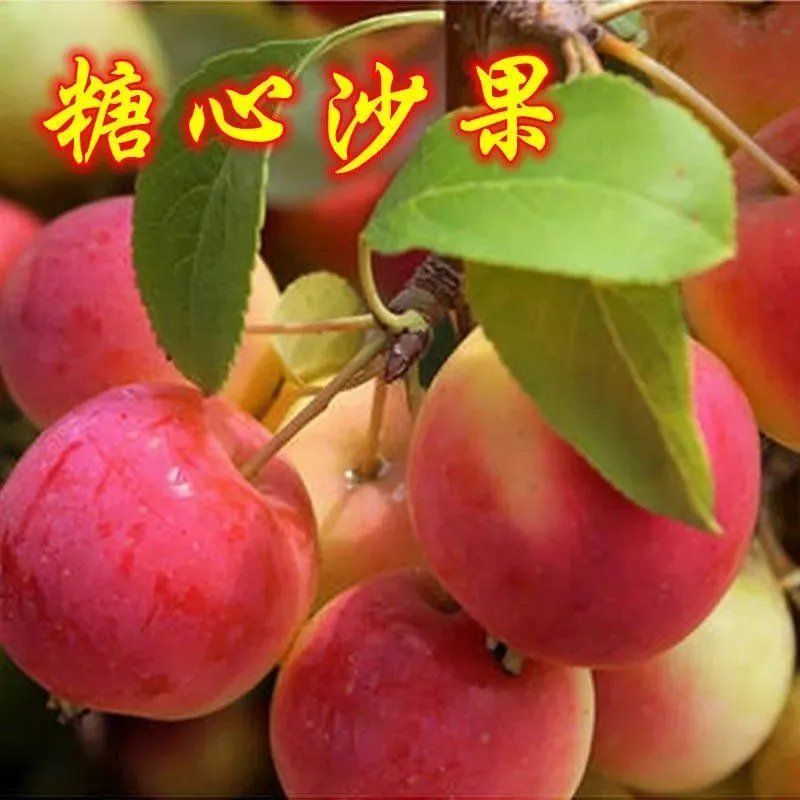 糖心沙果树苗 苹果苗 花红果树苗沙果苗花红果苗耐寒丰产易成活