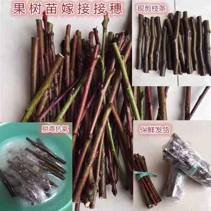石榴扦插枝条嫁接果树苗无籽突尼斯软籽石榴苗接穗石榴树鲜扦插条