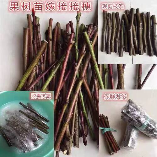石榴扦插枝条嫁接果树苗无籽突尼斯软籽石榴苗接穗石榴树鲜扦插条