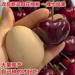 烟台大樱桃新品种福晨樱桃苗福星樱桃树苗嫁接南方北方种植果树正