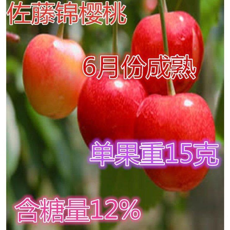 佐藤锦樱桃树苗白玉樱桃苗樱桃树苗耐寒地栽苗嫁接樱桃苗当年结果