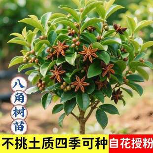 大料香叶八角树苗耐寒正宗南北方种植矮化高产食用大茴香盆栽地载