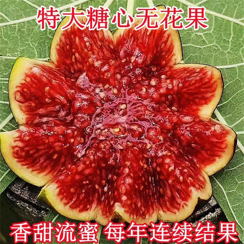 特大无花果树苗早熟新品种耐寒盆栽地栽耐寒南方北方种植当年结果