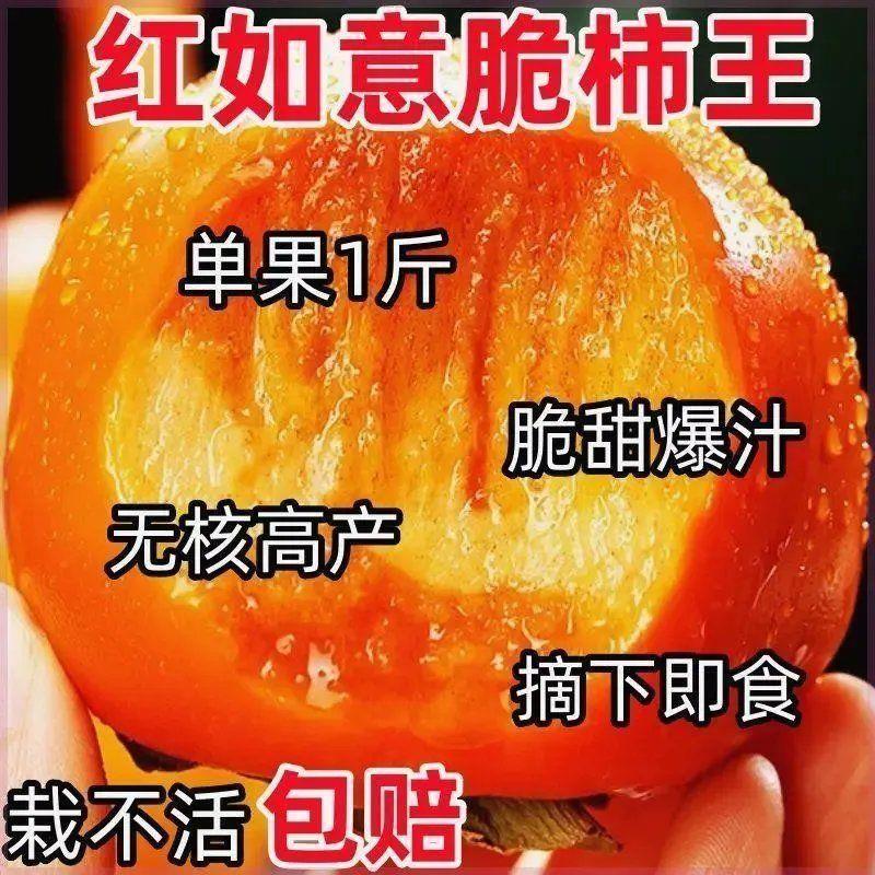柿子树苗无籽无核新品种脆甜柿子耐寒盆栽地栽南北方种植当年结果