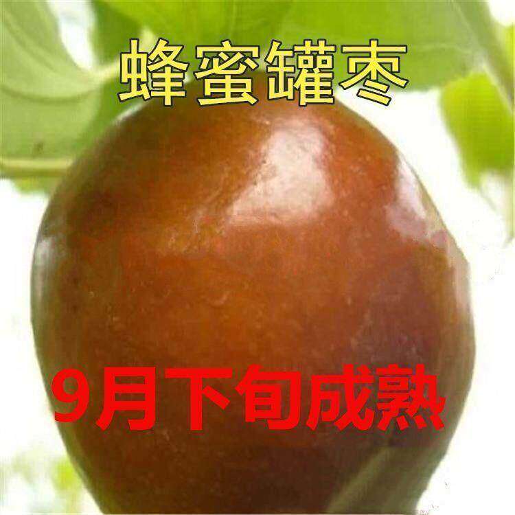 大甜枣树苗蜂蜜罐枣苗枣子苗耐寒细脆味甜糖枣嫁接苗新品种特地栽