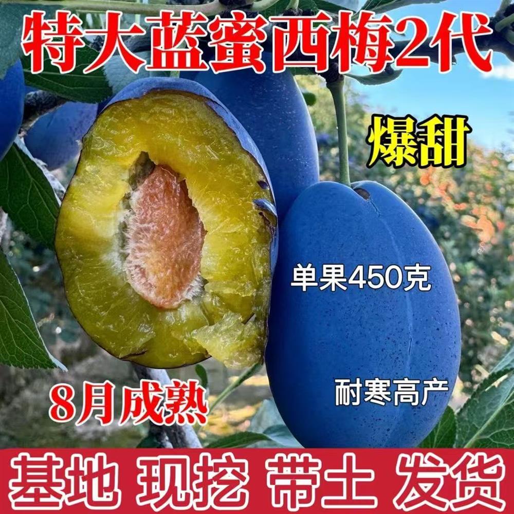 蓝密西梅树苗 嫁接新品种二代西梅树苗特大脆甜西梅李子树苗结果