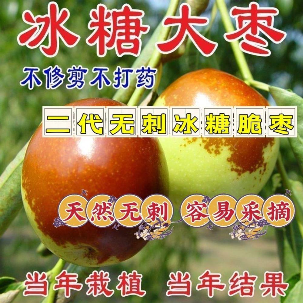 特大无刺冰糖脆枣树苗耐寒耐热适合南北种植盆栽地栽庭院当年结果