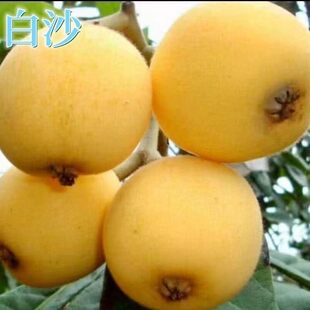 宁波塘栖软条白沙嫁接枇杷苗 白枇杷树苗木果树苗盆栽地栽