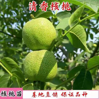 核桃树苗8518新疆薄皮纸皮核桃嫁接果树苗地栽南北方种植果树果苗