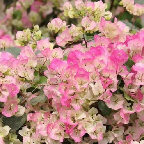 重瓣三角梅盆栽大苗带花老桩室内外爬藤植物耐寒梅花卉四季开花