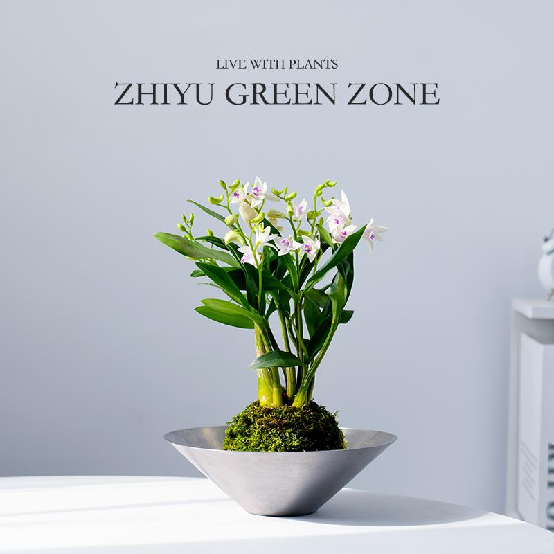 香水石斛兰苔藓球带淡香味办公室内桌面植物盆栽绿植懒人水培礼物