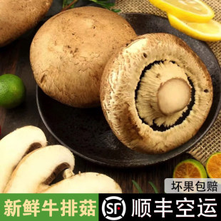 【顺丰包邮】新鲜牛排菇小褐菇洋松茸波多黎各菌贵啡菇香啡菇烧烤