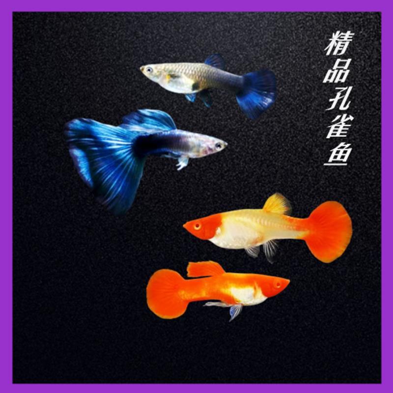 .莫斯科蓝孔雀鱼纯种冰蓝小型观赏鱼类鸿运当头热带淡水鱼怀孕胎