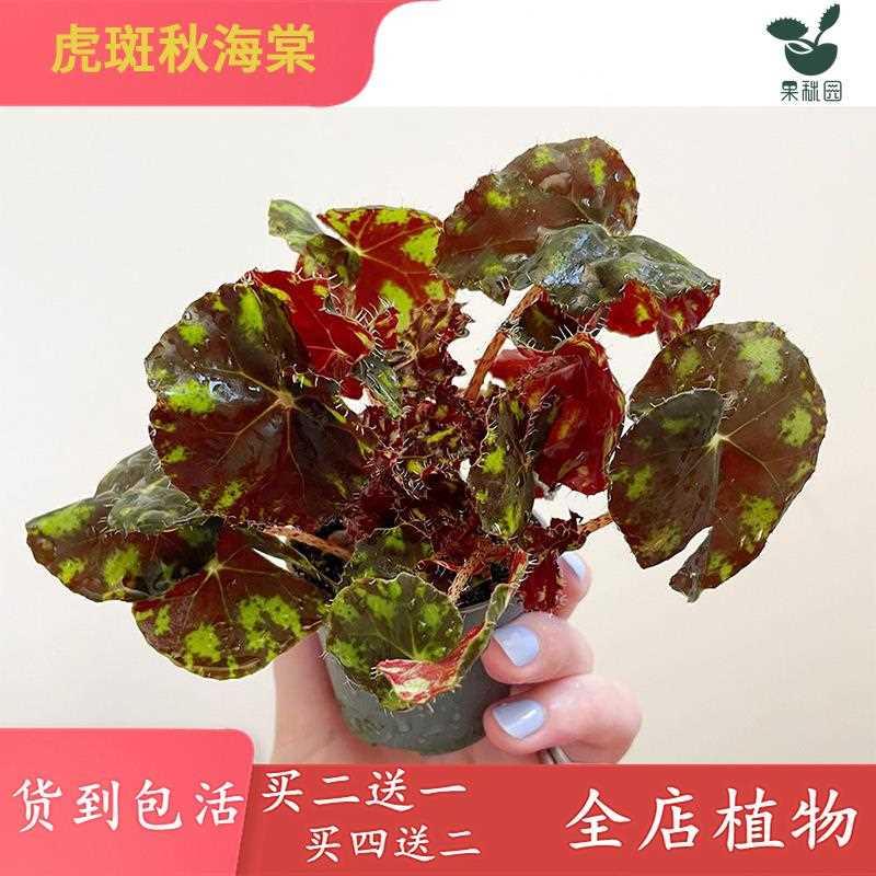 虎斑秋海棠 室内办公室桌金雨林缸生态缸造景观叶净化花绿植盆栽