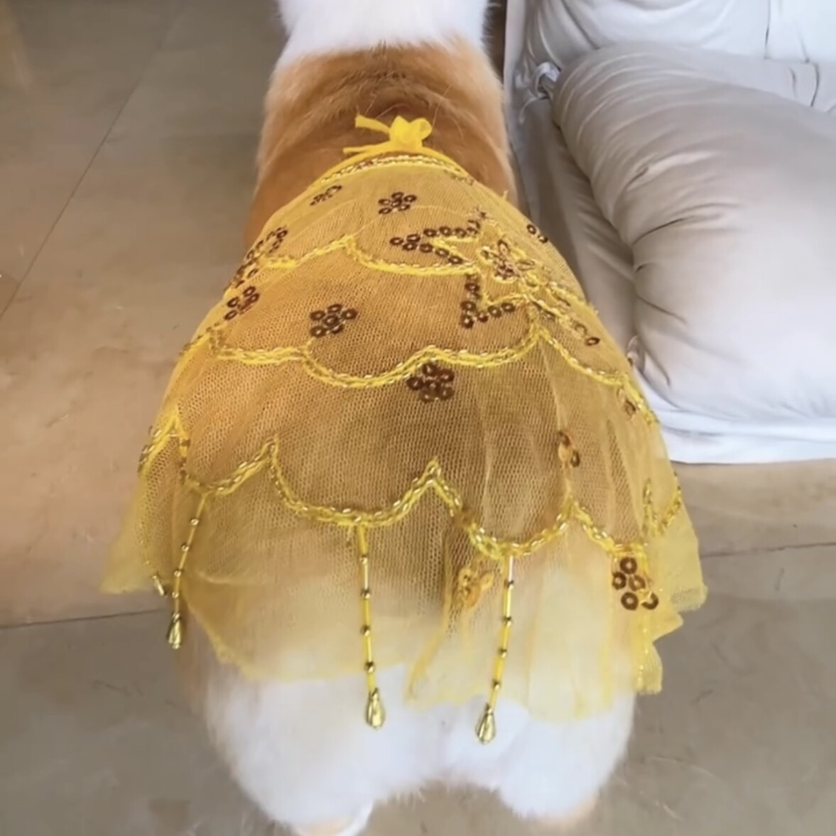 狗狗裙子柯基搞笑拍照道具蕾丝