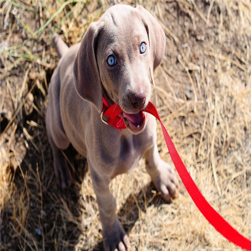 h70.01元壁紙秒殺秒評汪星人個性魚2d通用h01夜景1分錢豪車24小時在類目 網絡店鋪代金/優惠券, 網絡店鋪代金券中 - 來自Buy2taobao.com提供專業的淘寶代購服務