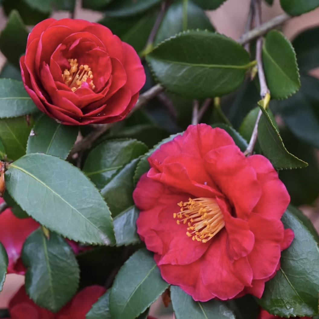 立寒茶梅树苗盆栽地栽四季常青耐寒好养活不带盆土球发货