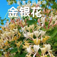 金银花盆栽耐寒好养阳台庭院盆栽开花香多年生浓香型花卉