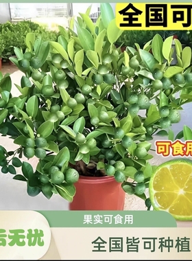 四季金桔树苗盆栽客厅阳台四季开花结果的盆栽好养易活四季常青