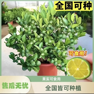 四季金桔树苗盆栽客厅阳台四季开花结果的盆栽好养易活四季常青