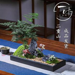 装 二重山文竹禅意微景观花卉绿植新中式 饰摆件茶桌办公室小盆景