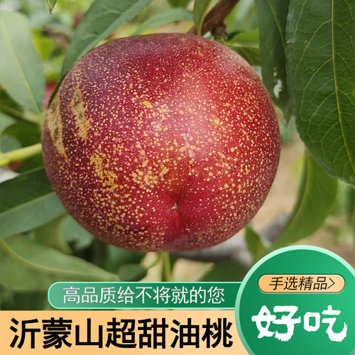 蒙阴2026年开园麻点油桃现摘现发