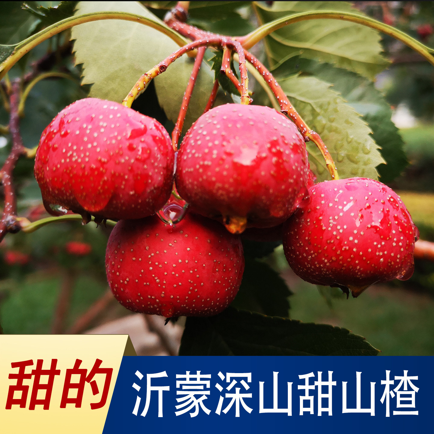 山楂甜山楂沂蒙山甜红子山里红甜酸楂小石榴孕妇儿童老人糖葫芦果,水产肉类/新鲜蔬果/熟食,山楂/红果,淘宝优惠券,粉丝福利购,淘宝优惠卷