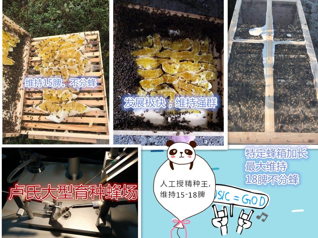 双十一特价中蜂蜂群笼蜂中华蜜蜂非双色王阿坝王蜂群土蜂王蜂群王|ruв категории животное/Животное питание и принадлежностей, других домашних животных, других домашних животных - от Buy2taobao.com для оказания профессиональной услуги покупки агента Taobao