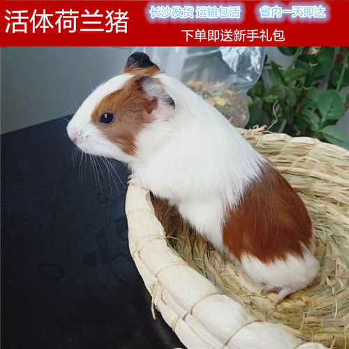 荷兰猪活体荷兰猪活物荷兰猪宠物豚鼠活体豚鼠活物荷兰兔活体幼崽 - 封面