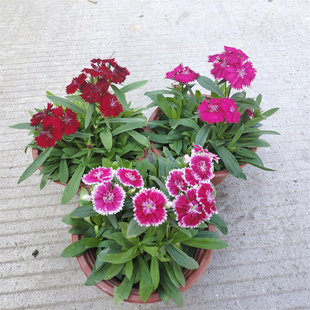 霹雳绣球常夏石竹花卉盆栽庭院阳台户外耐寒植物可地栽带花康乃馨