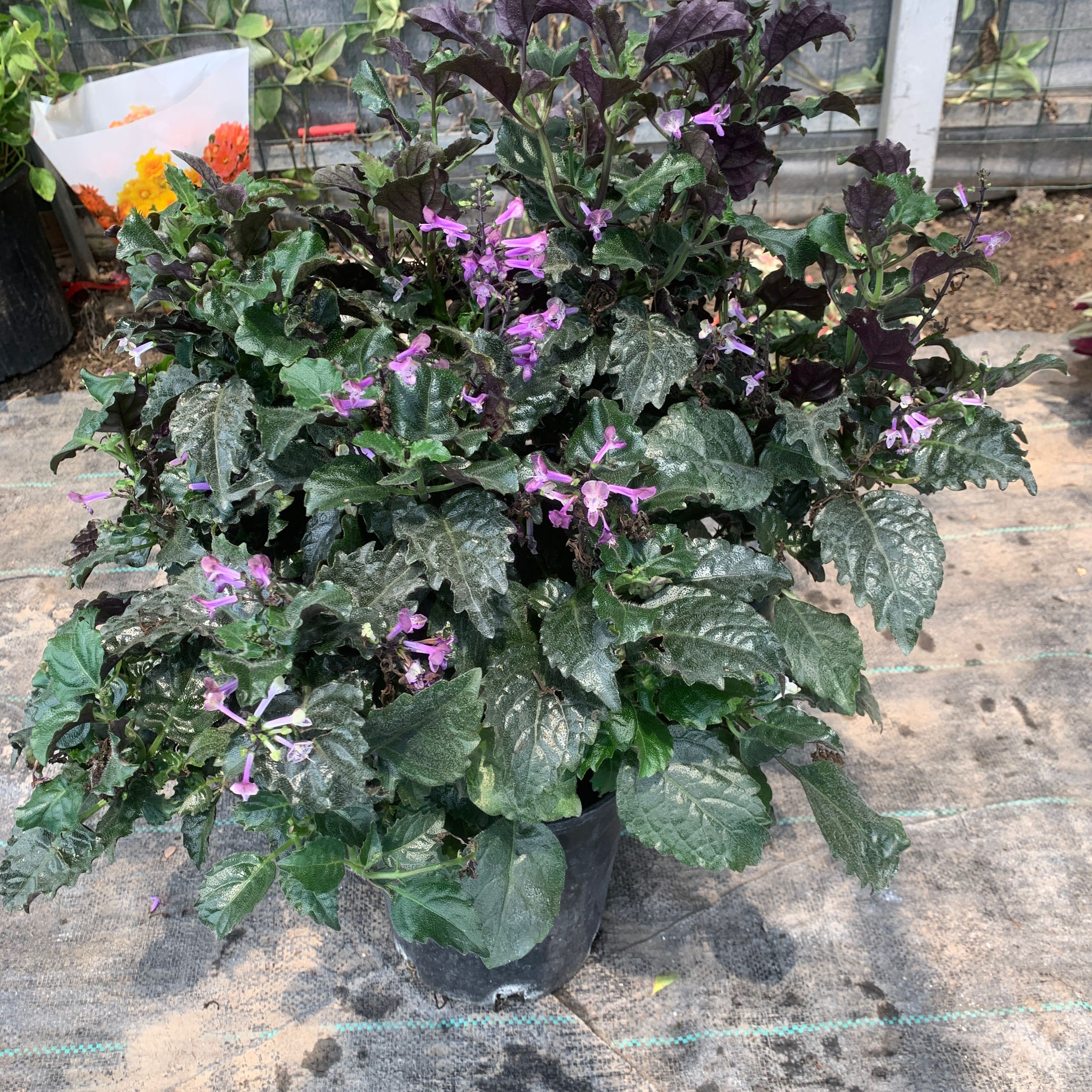 特丽莎薰衣草吸毒草香茶菜普莫奈香阳台庭院盆栽花卉植物带花包邮