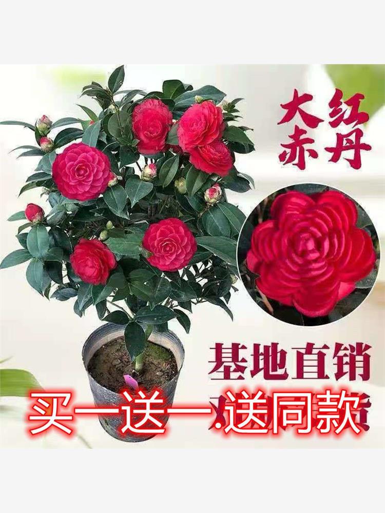 四季茶花茶花树苗盆栽浓香型室内花赤丹花植物庭院绿植耐高温室外 鲜花速递/花卉仿真/绿植园艺 红掌/凤梨/温室花卉 原图主图