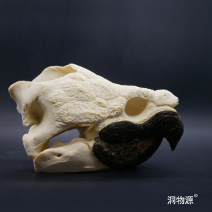 【洞物源】  原种大鳄龟头骨科教标本模型手办雕像素描 1:1