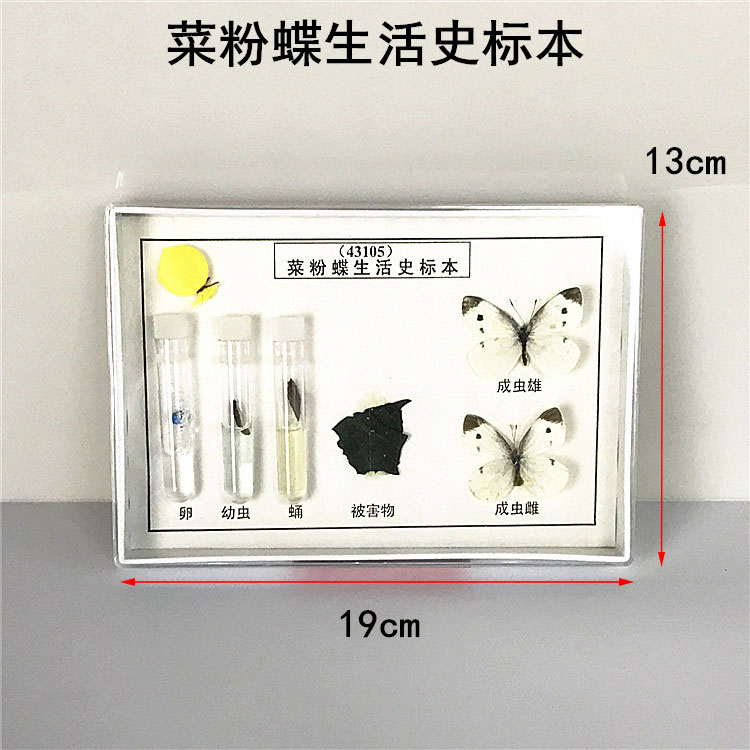 菜粉蝶生活史标本 J4135 实物标本 生物标本 教学标本真蝴蝶标本