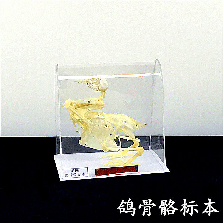 教学动物标本 鸟类骨骼标本 动物骨骼标本 鸽子骨骼标本 教学仪器
