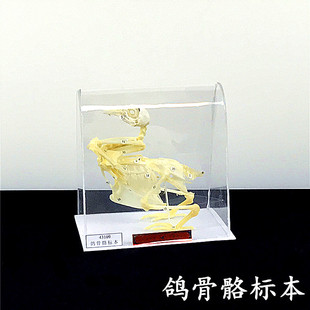 教学动物标本 鸟类骨骼标本 动物骨骼标本 鸽子骨骼标本 教学仪器