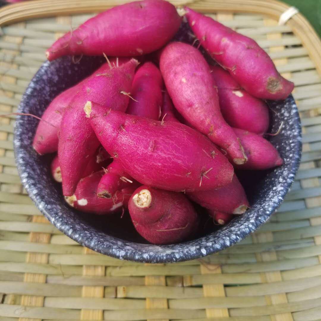 正宗临安天目山迷你小香薯新鲜现挖黄心小小红薯5斤农家板栗番薯