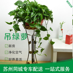 大盆绿萝长藤款 花卉植物室内花苏州同城配送 花架绿植好养活四季