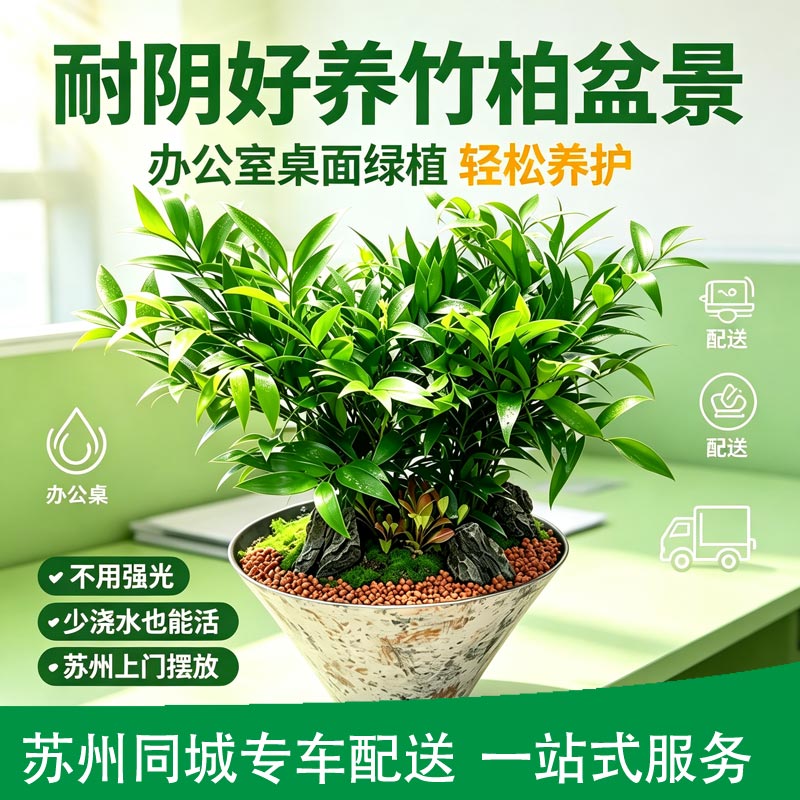 耐阴竹柏盆景办公室中式桌面绿植