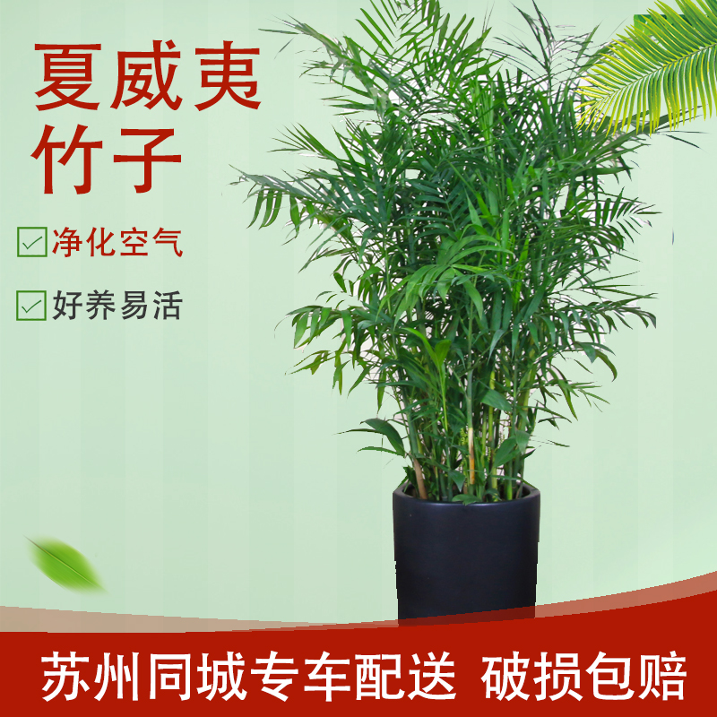 夏威夷竹子绿植好养活耐旱耐寒